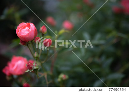 Rose "Orange Mothers Day" in Nozuta Park 202105 77490864