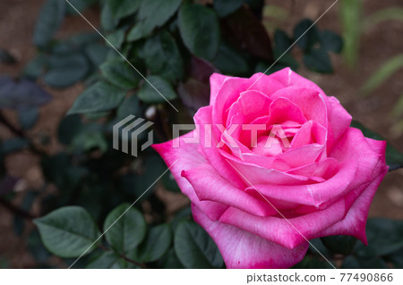 Rose "Noby" 202105 in Nozuta Park 77490866