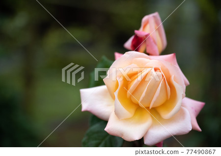 野津田公園的玫瑰“夢”202105 野津田公園的玫瑰“夢”202105 77490867