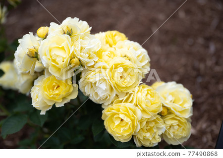 Rose "Golden Border" 202105 in Nozuta Park 77490868