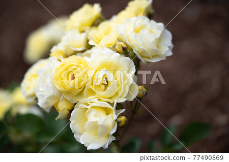 Rose "Golden Border" 202105 in Nozuta Park 77490869