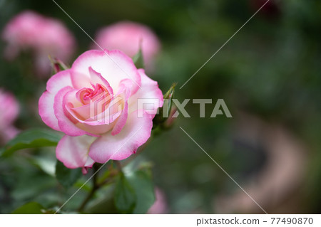 Rose "Nicole" 202105 in Nozuta Park 77490870