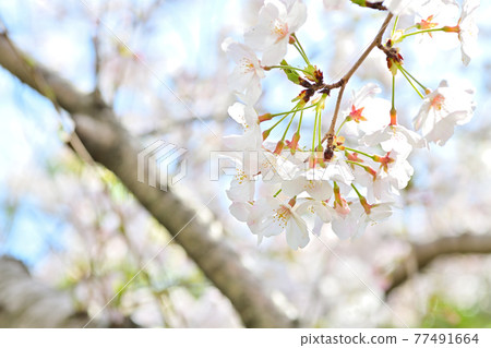 春天的花朵櫻花 77491664