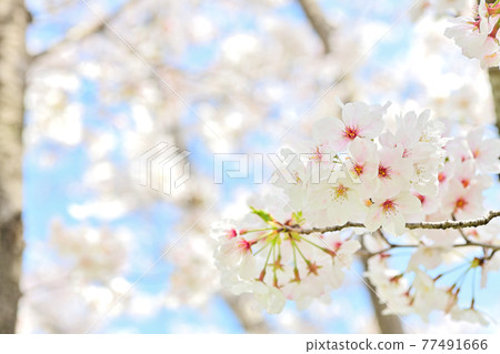 春天的花朵櫻花 春天的花朵櫻花 77491666