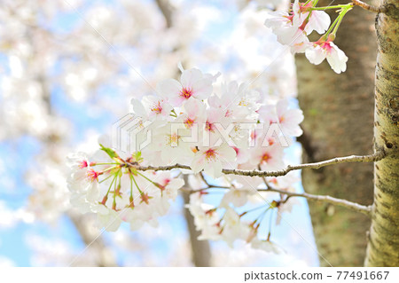 春天的花朵櫻花 春天的花朵櫻花 77491667