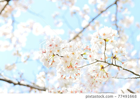 春天的花朵櫻花 春天的花朵櫻花 77491668