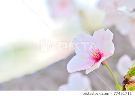 Spring flowers Sakura 77491711