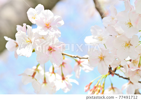 Spring flowers Sakura Spring flowers Sakura 77491712