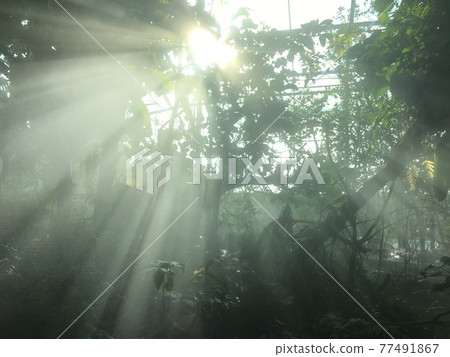 Light shining through the trees 77491867