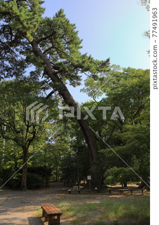 Aichi Okazaki Castle Aichi Okazaki Castle 77491963