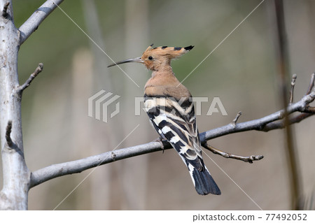 Spring hoopoe Spring hoopoe 77492052