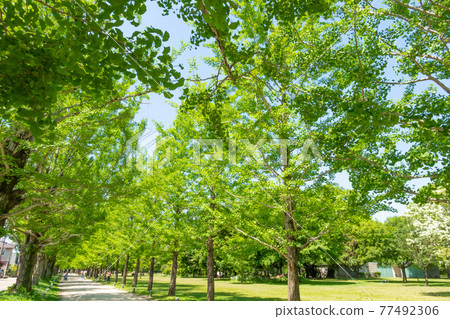 Forest of learning, park full of greenery <Kakamigahara City, Gifu Prefecture> 77492306