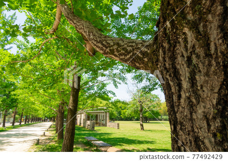 Forest of learning, park full of greenery <Kakamigahara City, Gifu Prefecture> 77492429