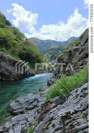 大步危美麗的自然景觀清新的綠色（德島縣三好市） 77492658