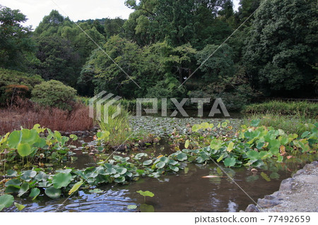 京都餃子 77492659