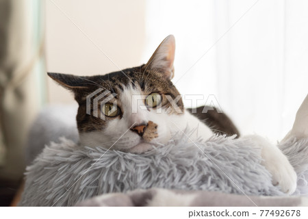 A cat relaxing by the window Kijitora cat A cat relaxing by the window Kijitora cat 77492678
