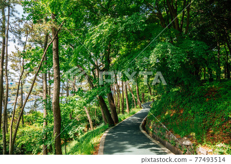 Jasan Park green forest road in Yeosu, Korea 77493514