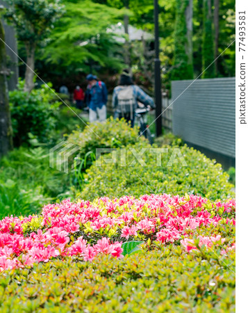 春季生產:美麗的杜鵑花和享受春天的人們 春季生產:美麗的杜鵑花和享受春天的人們 77493581