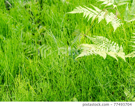 Spring scenery: Young leaves of horsetail and fern that seem to be soft Spring scenery: Young leaves of horsetail and fern that seem to be soft 77493704