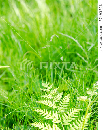 Spring scenery: Young leaves of horsetail and fern that seem to be soft Spring scenery: Young leaves of horsetail and fern that seem to be soft 77493708