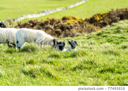 Cute blackface sheep lambs in a field in County Donegal - Ireland 77493810