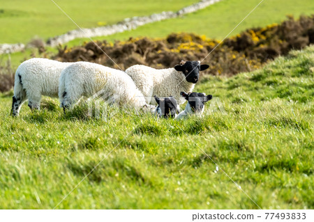 Cute blackface sheep lambs in a field in County Donegal - Ireland 77493833