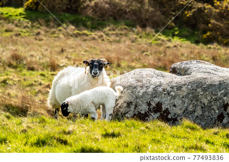 A blackface sheep family in a field in County Donegal - Ireland A blackface sheep family in a field in County Donegal - Ireland 77493836