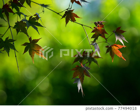 Fresh green maple leaves shining in May light May 77494018