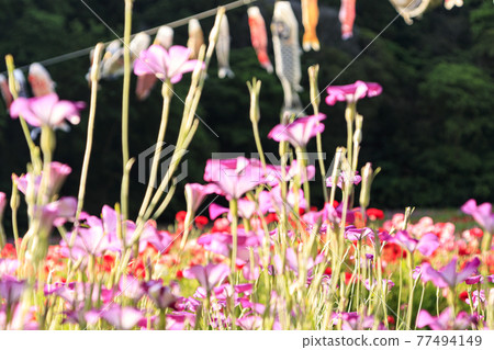 Kurihama花國 Kurihama花國 77494149