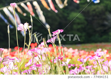 Kurihama花國 77494151