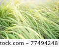  草在風中搖曳 77494248