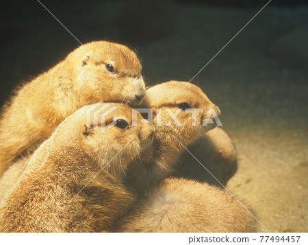 Prairie dogs gather to warm up on cold winter days 77494457