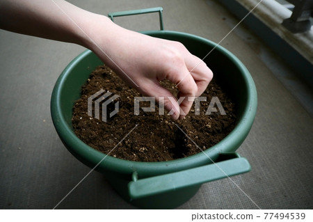 Sowing Sowing 77494539