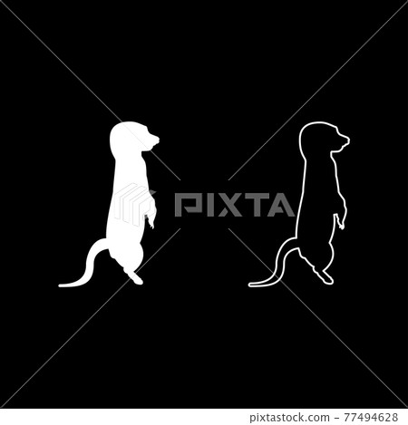 Meerkat in pose Suricata Suricatta silhouette Meerkat in pose Suricata Suricatta silhouette 77494628