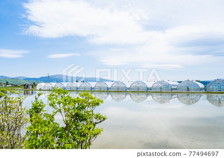 Azumino strawberry greenhouse around the time of rice planting 77494697