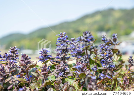 Ajuga 77494699
