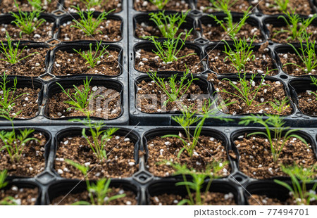 Dill seedlings 77494701