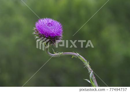 Wild flower in Patagonia, Argentina Wild flower in Patagonia, Argentina 77494737