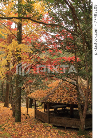 Ehime Prefecture Nametoko Gorge Autumn leaves in the natural recreation forest Ehime Prefecture Nametoko Gorge Autumn leaves in the natural recreation forest 77495109