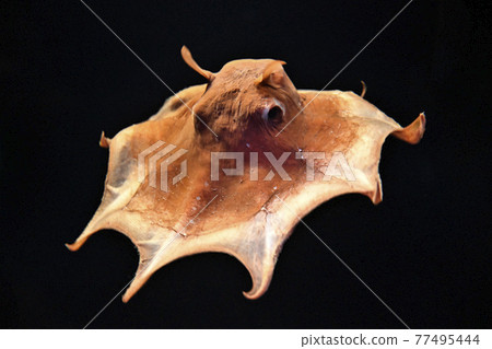 門達科（Omendako） 77495444