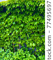 Wall paper 77495697