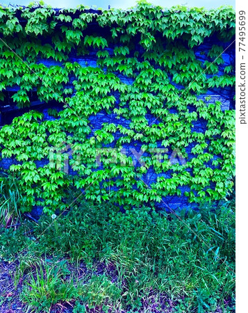 Wall paper Wall paper 77495699