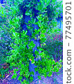 Trees 77495701