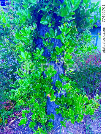 Trees Trees 77495701