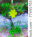 Flowers 77495703