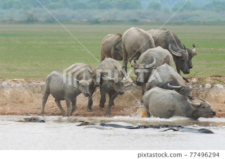 Buffalo swimming in the lake. Buffalo swimming in the lake. 77496294