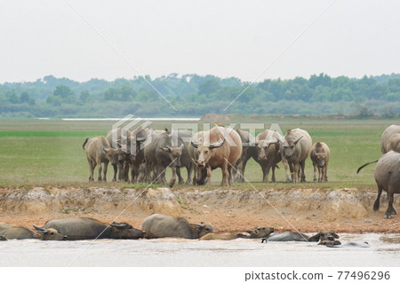 Buffaloes eating grass on grass field riverside. Buffaloes eating grass on grass field riverside. 77496296