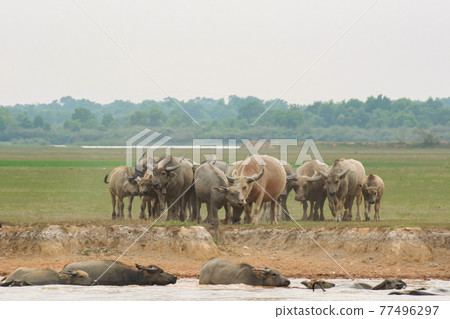 Buffaloes eating grass on grass field riverside. Buffaloes eating grass on grass field riverside. 77496297