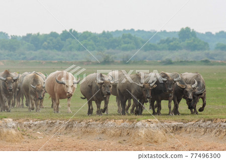 Buffaloes eating grass on grass field riverside. 77496300