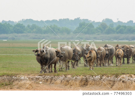 Buffaloes eating grass on grass field riverside. 77496303